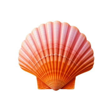 Shell 2