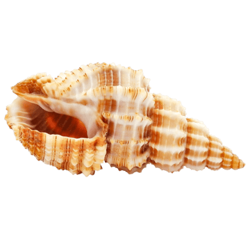 Shell 3