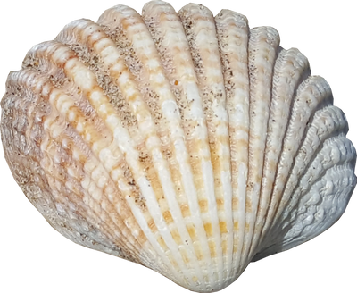 Shell 4