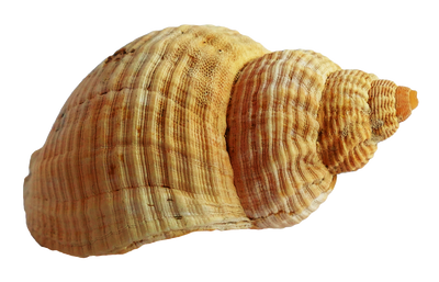 Shell 5