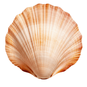 Shell 1